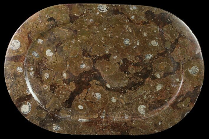 Fossil Orthoceras & Goniatite Oval Plate - Stoneware #133575